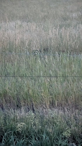 iNaturalist observation 2025-08-15