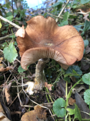 Armillaria mellea