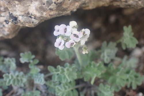 Alpine Smelowskia (Smelowskia ovalis)