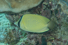 Chaetodon citrinellus