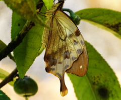 Papilio dardanus meriones