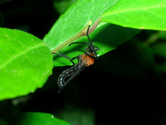 Plecia americana