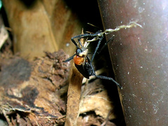 Plecia americana