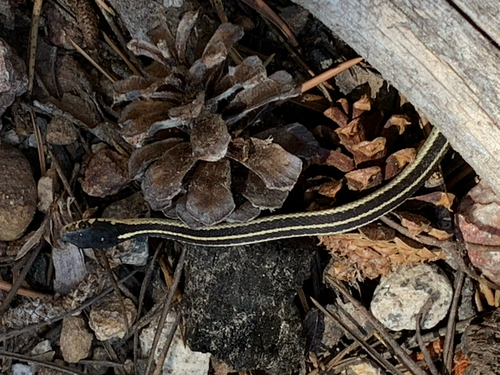 iNaturalist observation photo of Western Terrestrial Garter Snake