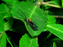 Plecia americana