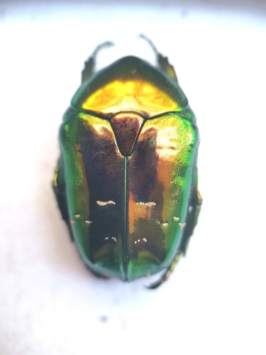 Manchurian Flower Chafer