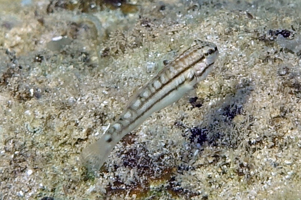 Byno goby (Amblygobius bynoensis) — Gobiidae