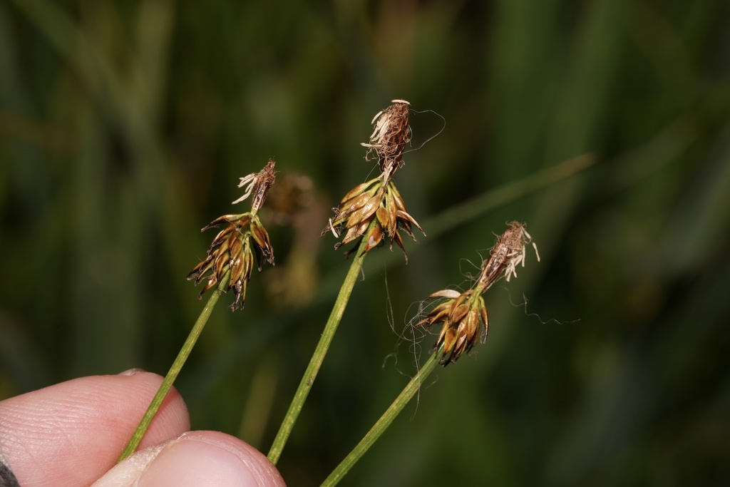 black alpine sedge from Mt. Hood Meadows, Mount Hood Parkdale, OR, US ...