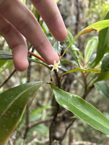 Drimys piperita observed 2025-08-13