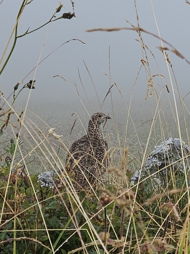Caucasian Grouse (Lyrurus mlokosiewiczi), photo 10