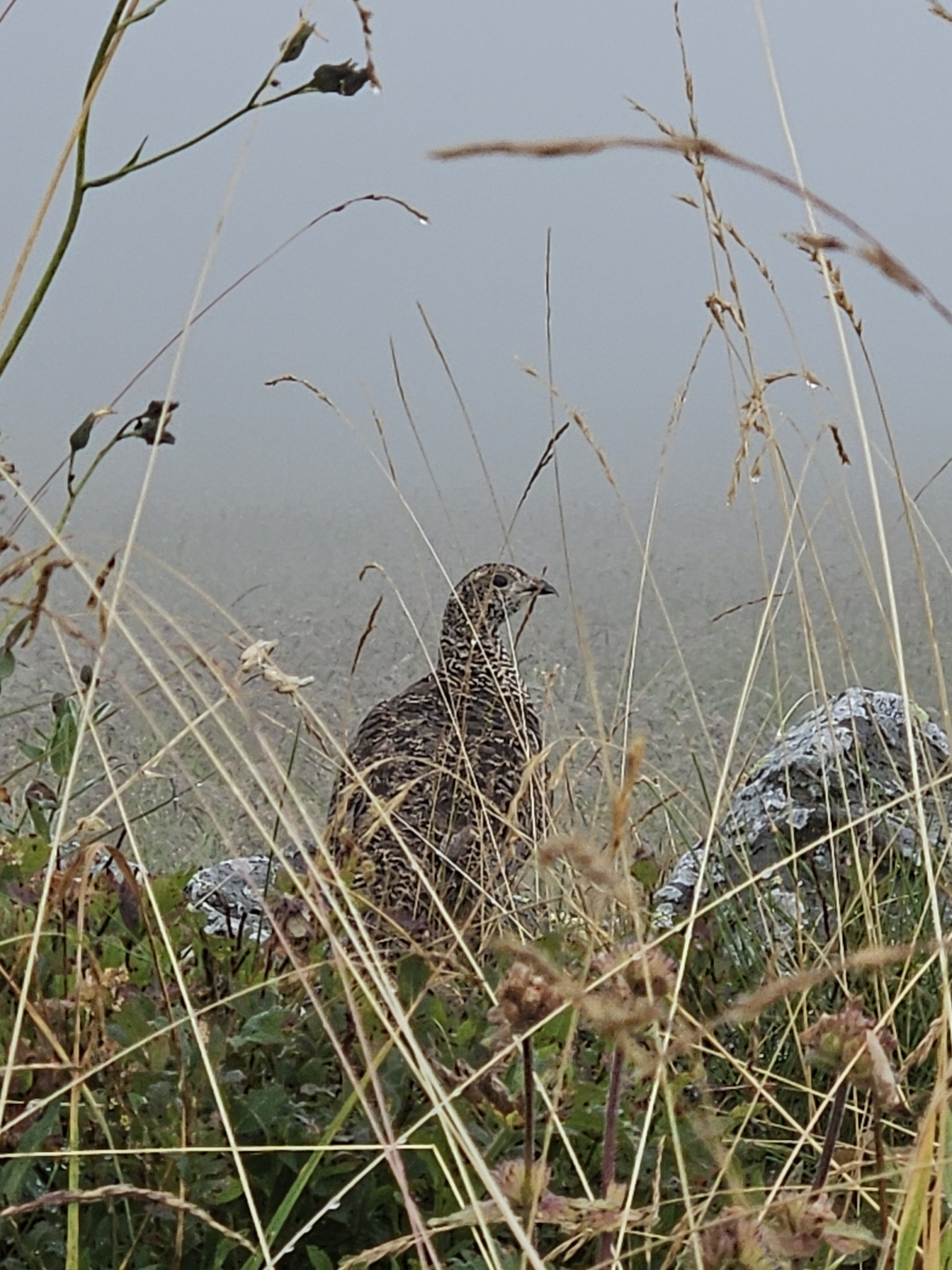 Caucasian Grouse (Lyrurus mlokosiewiczi), photo 1