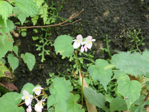 Begonia grandis sinensis