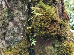 Weinmannia tinctoria