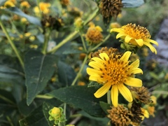 Verbesina sphaerocephala