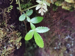 Weinmannia tinctoria