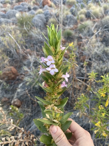 Eremophila elderi observed 2025-08-15