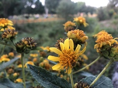 Verbesina sphaerocephala