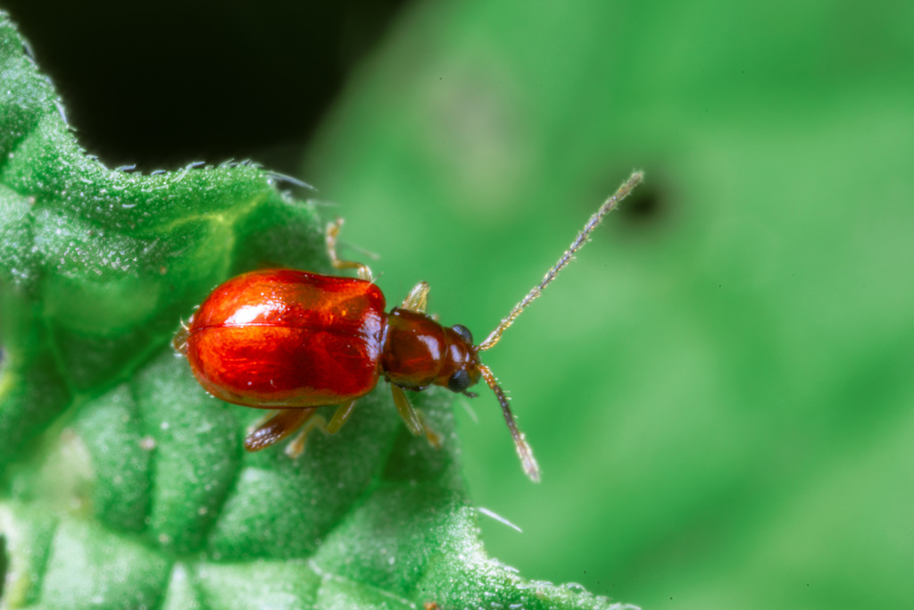 Banded Heliotrope Longitarsus