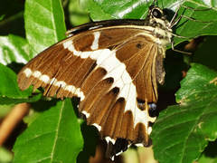 Papilio delalandei
