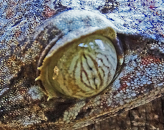 Uroplatus