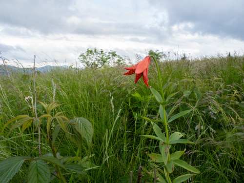 Gray's lily (Lilium grayi)
