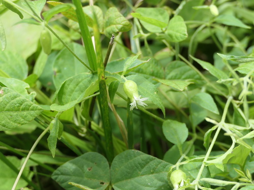 Berry Catchfly