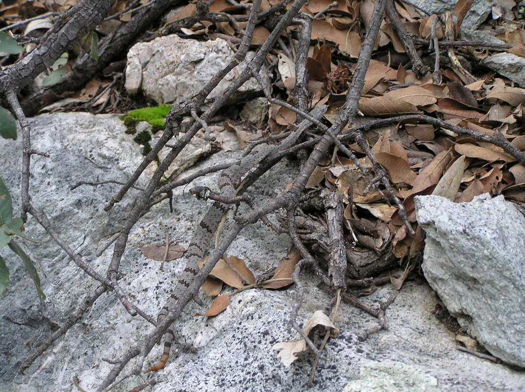 Banded Rock Rattlesnake