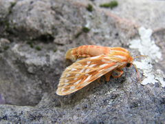 Lophocampa roseata