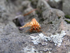 Lophocampa roseata