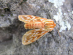 Lophocampa roseata