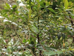 Phyllanthus phillyreifolius