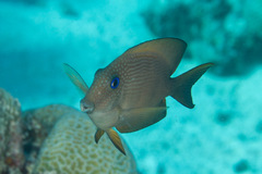 Ctenochaetus binotatus