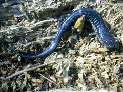 Plethodon chlorobryonis