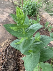 Thunbergia natalensis