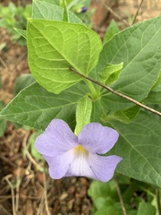 Thunbergia natalensis