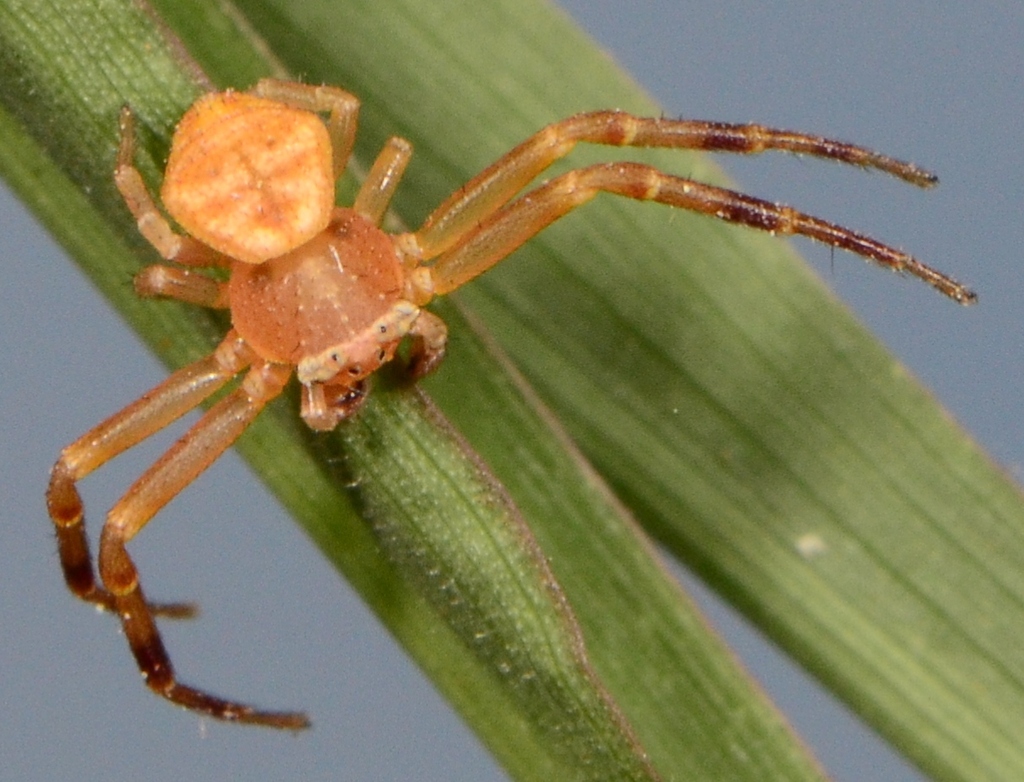 Thomisus australis