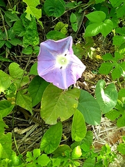 Ipomoea