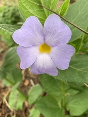 Thunbergia natalensis