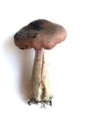 Armillaria gallica