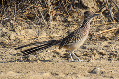 Geococcyx californianus