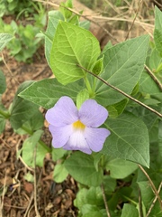 Thunbergia natalensis