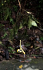 Helicarionidae