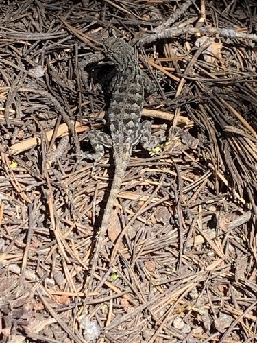 iNaturalist observation photo of Western Fence Lizard