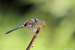 Onychothemis testacea