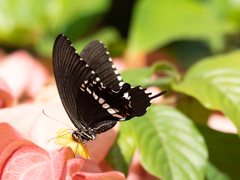Papilio polytes