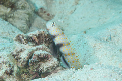 Amblyeleotris guttata