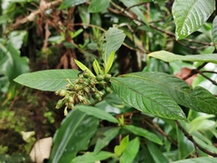 Bertiera rufa