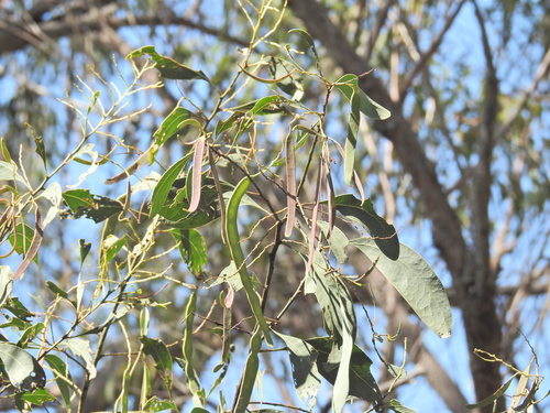 Acacia bancroftiorum, photograph 3