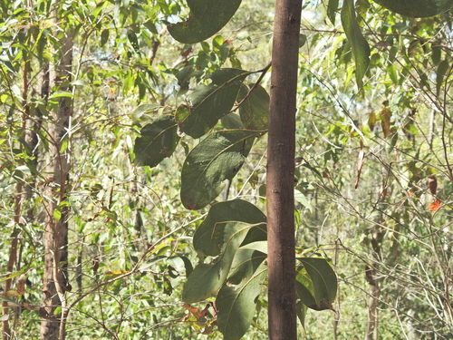 Acacia bancroftiorum, photograph 5