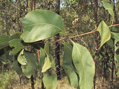 Acacia bancroftiorum, photograph 6